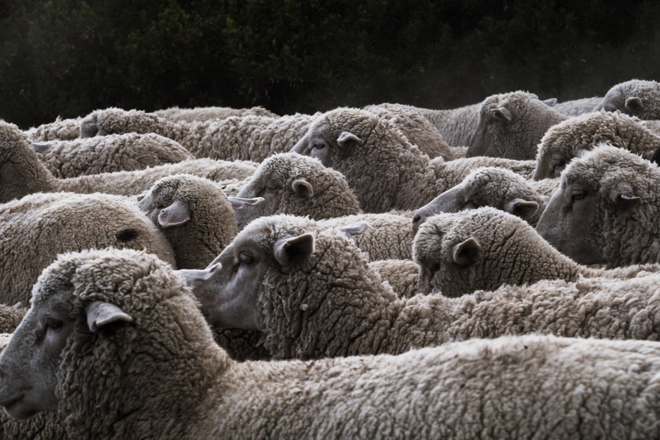 Image of sheep.