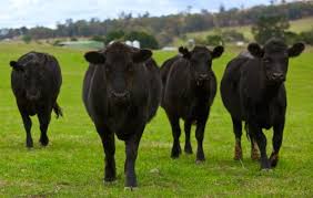 Image of Harmony beef cattle.