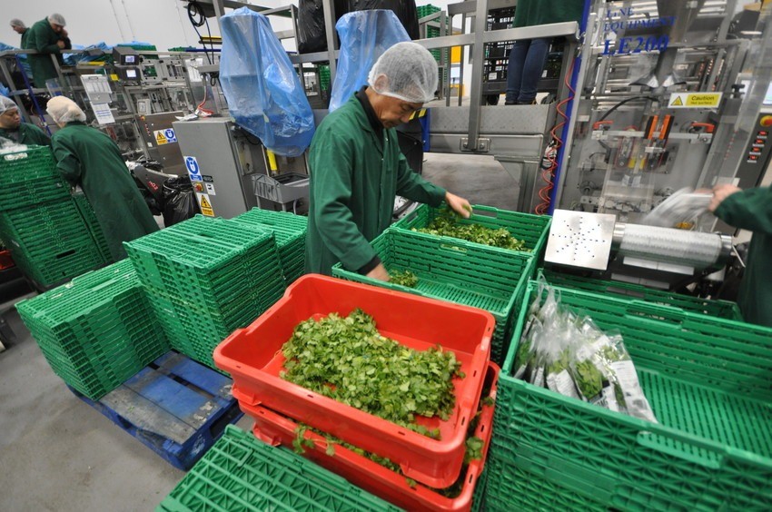 Image of worker at R&G herbs loading the herbs for packaging.