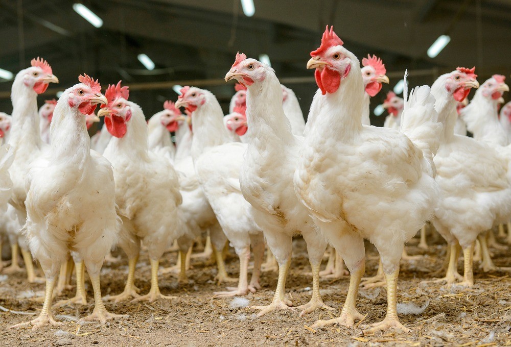 Image of chickens.