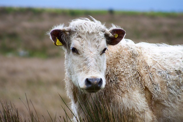 Image of british cow in a field.