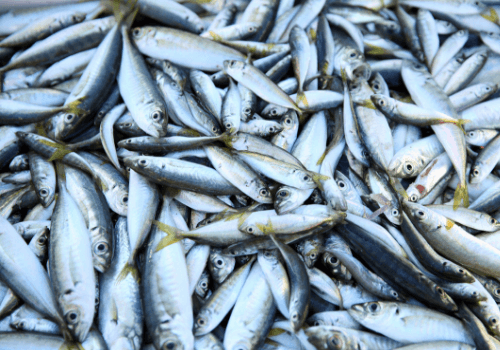 Image of lots of silver fish with yellow tails after being caught