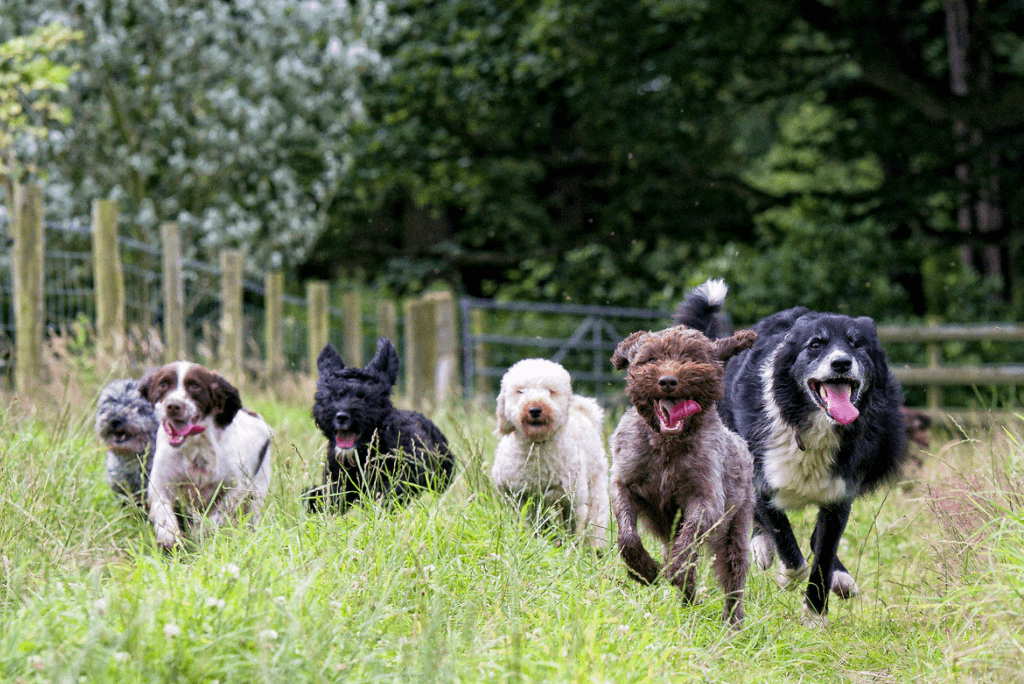Image of dogs running through field. Concept of pet food manufacturing software.