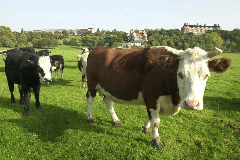 This is an image of a cow in a field.